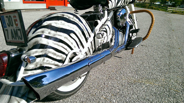 Das Zebra-Design in der Sonne